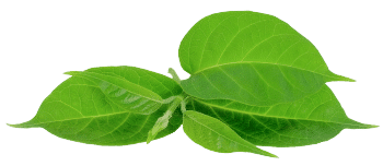 estratto di Gymnema sylvestre