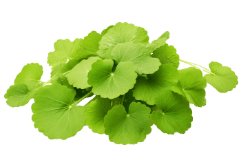 Gotu kola