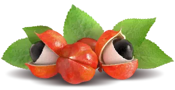 Guaranà