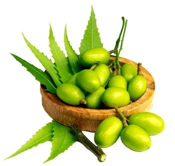 olio di neem